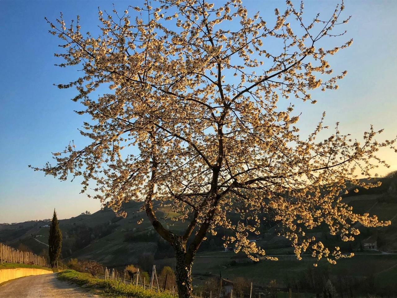 Panoramic Villa Garassino - Country Rooms And Fine Restaurant เตรโซ ภายนอก รูปภาพ